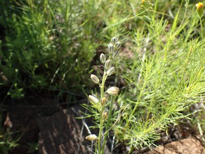 Nicipe graminifolia, photographed by Mahomed Desai