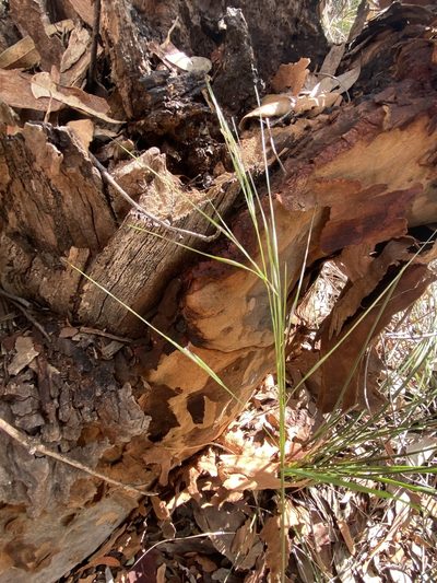 Austrostipa pubescens, photographed by prossington