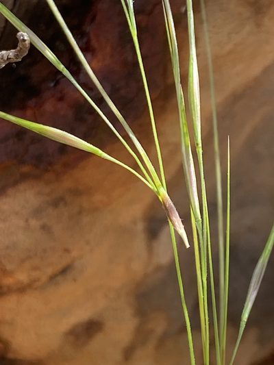 Austrostipa pubescens, photographed by prossington