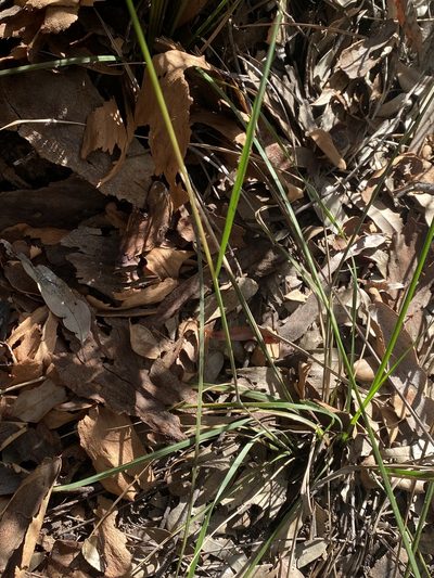 Austrostipa pubescens, photographed by prossington