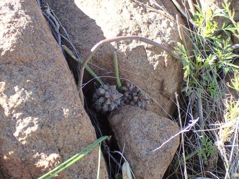 Anacampseros filamentosa, photographed by Mahomed Desai