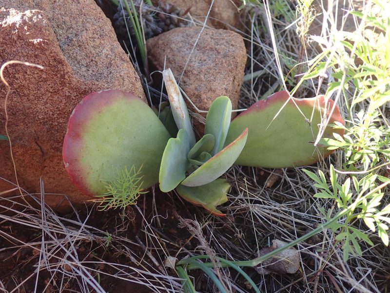 Kalanchoe thyrsiflora, photographed by Mahomed Desai