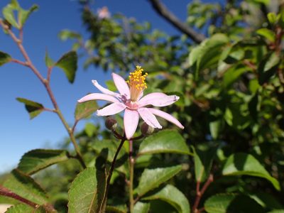 Grewia occidentalis, photographed by Mahomed Desai