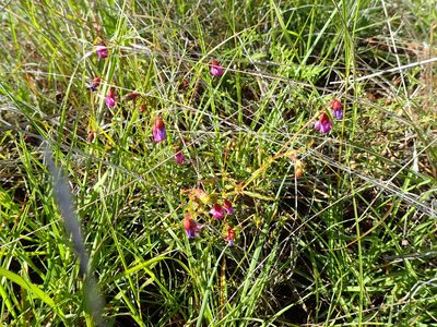 Hermannia coccocarpa, photographed by Mahomed Desai