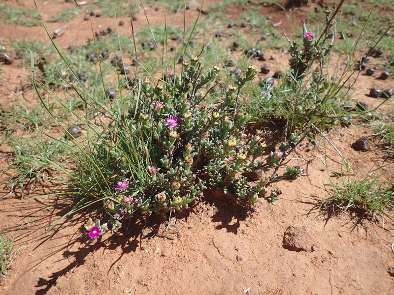 Ruschia hamata, photographed by Mahomed Desai