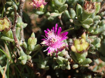 Ruschia hamata, photographed by Mahomed Desai