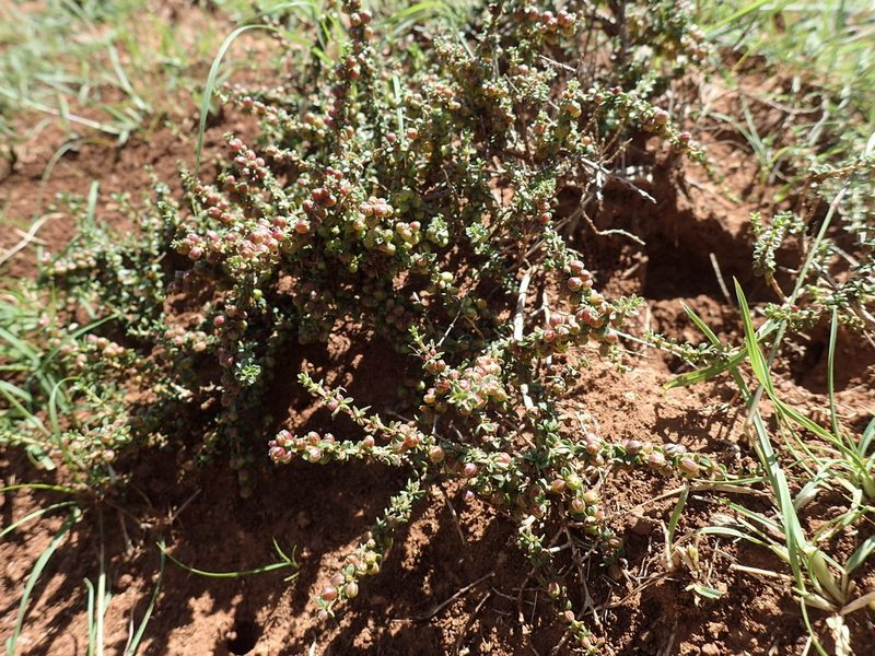 Nenax microphylla, photographed by Mahomed Desai