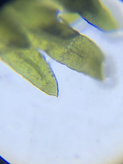 Fissidens subbasilaris, photographed by John Kees