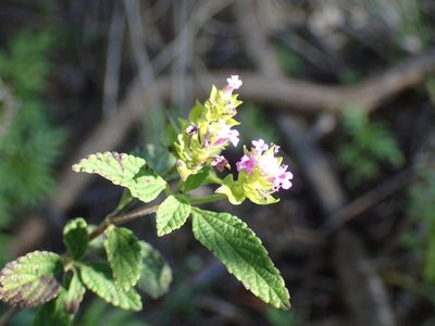 Lantana rugosa, photographed by Mahomed Desai