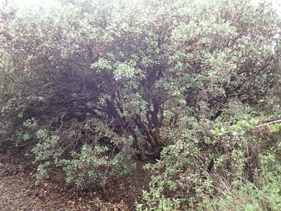 Arctostaphylos tomentosa, photographed by Henrik Kibak