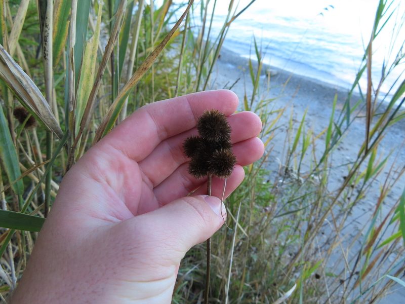 Juncus torreyi, photographed by Eric Schmidt
