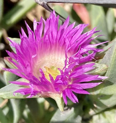 Carpobrotus virescens, photographed by pimelea