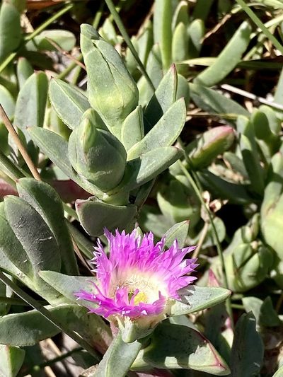 Carpobrotus virescens, photographed by pimelea