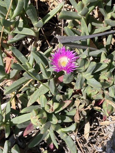 Carpobrotus virescens, photographed by pimelea