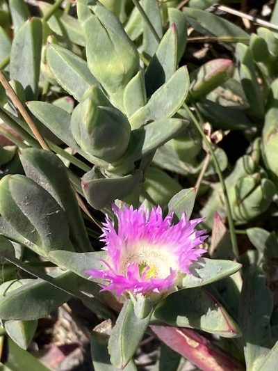Carpobrotus virescens, photographed by pimelea