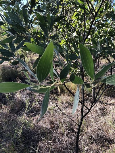 Acacia holosericea, photographed by elawrey
