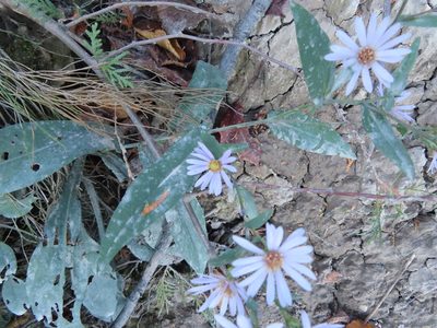 Symphyotrichum laeve, photographed by Eric Schmidt