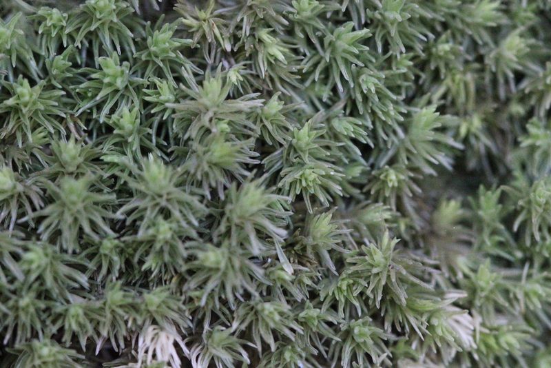Leucobryum juniperoideum, photographed by Agnes Trekker