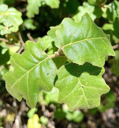 Chorilaena quercifolia, photographed by pimelea