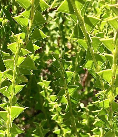 Acacia trapezoidea, photographed by pimelea