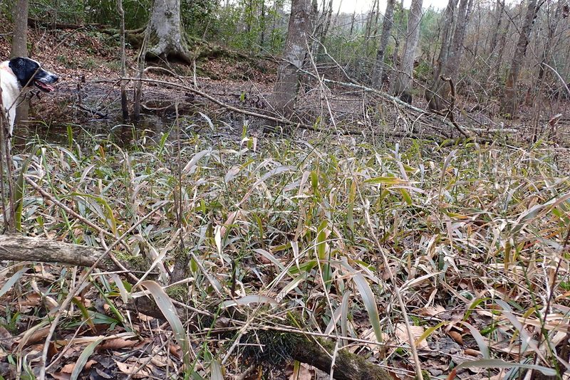 Panicum gymnocarpum, photographed by John Kees