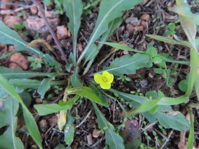 Diplotaxis muralis, photographed by Eric Schmidt