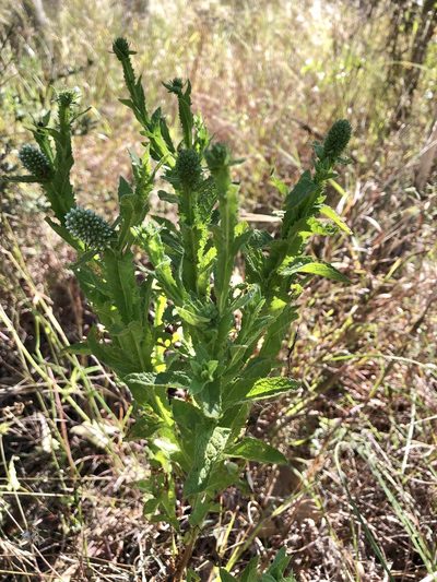 Pterocaulon serrulatum, photographed by elawrey