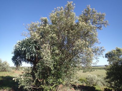 Buddleja saligna, photographed by Mahomed Desai