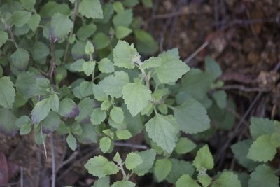Brickellia californica, photographed by Diego Blanco