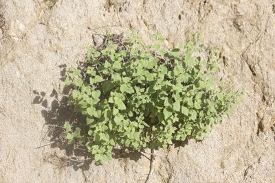 Brickellia californica, photographed by Diego Blanco