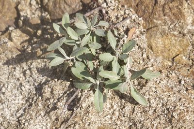 Eriogonum elongatum, photographed by Diego Blanco