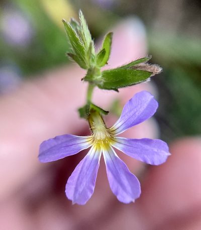 Scaevola microphylla, photographed by pimelea