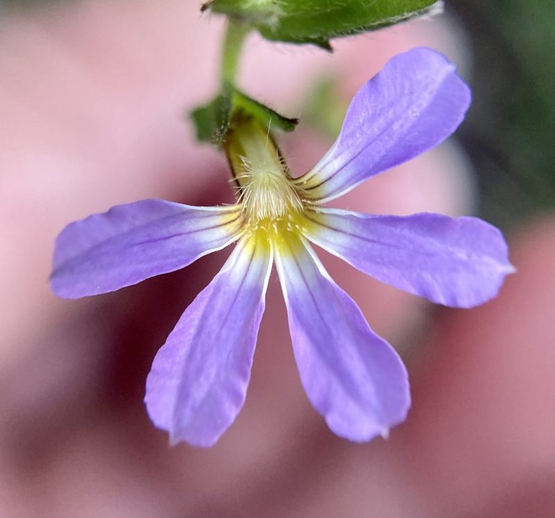 Scaevola microphylla, photographed by pimelea