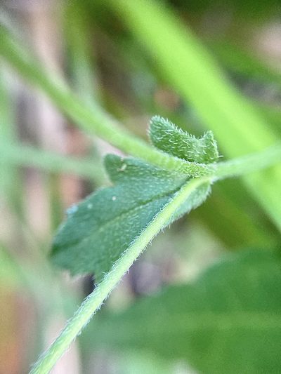 Scaevola microphylla, photographed by pimelea