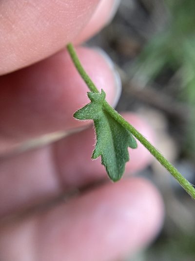 Scaevola microphylla, photographed by pimelea