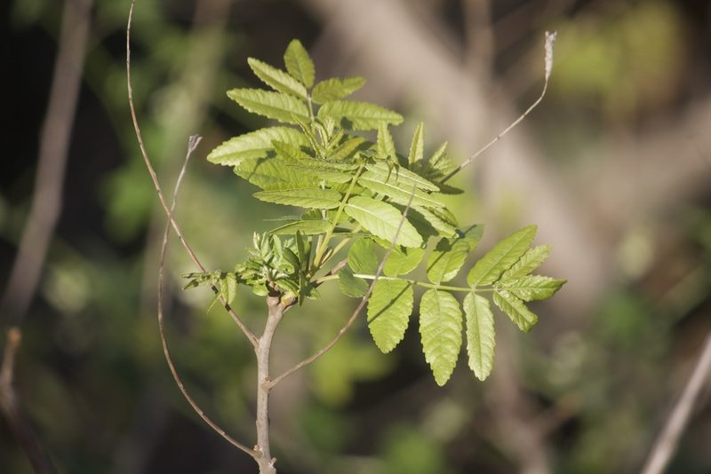 Juglans californica, photographed by Diego Blanco