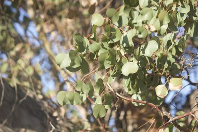 Eucalyptus polyanthemos, photographed by Diego Blanco