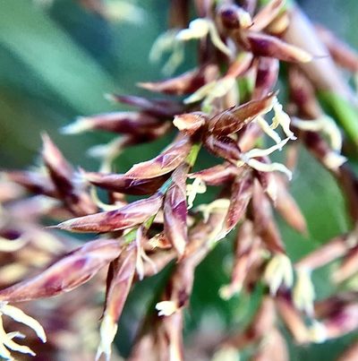 Lepidosperma effusum, photographed by pimelea
