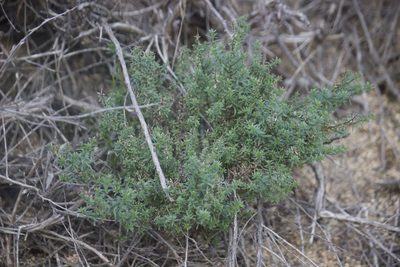 Galium angustifolium, photographed by Diego Blanco