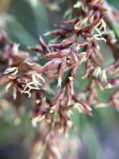 Lepidosperma effusum, photographed by pimelea