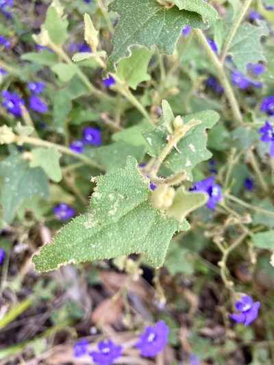 Dampiera hederacea, photographed by pimelea