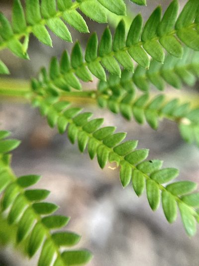 Acacia pentadenia, photographed by pimelea