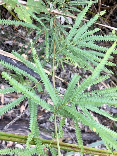 Acacia pentadenia, photographed by pimelea