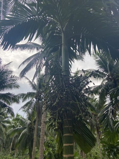 Areca catechu, photographed by Forest Botial-Jarvis