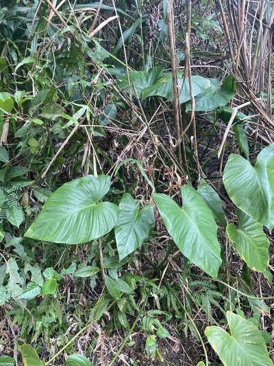 Homalomena philippinensis, photographed by Forest Botial-Jarvis