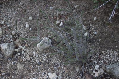 Linanthus californicus, photographed by Diego Blanco