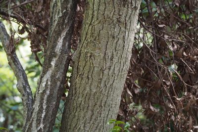 Micromeles japonica, photographed by harum.koh