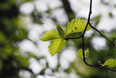 Micromeles japonica, photographed by harum.koh