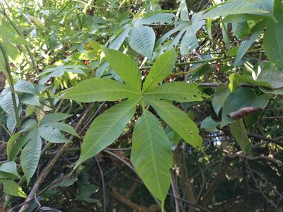 Distimake tuberosus, photographed by 五色鳥