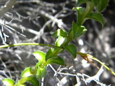 Roella amplexicaulis, photographed by Tim Kirsten